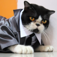 cat in suit