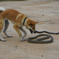 Generate image of a dog fighting with a snake